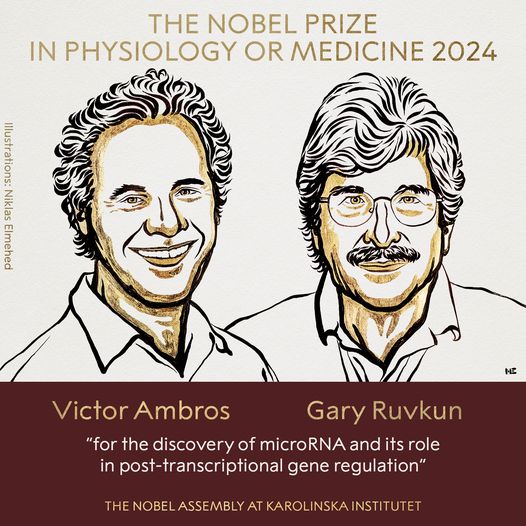 Nobel 2024: Descoperirea microARN-ului, recompensată cu premiul Nobel pentru Medicină