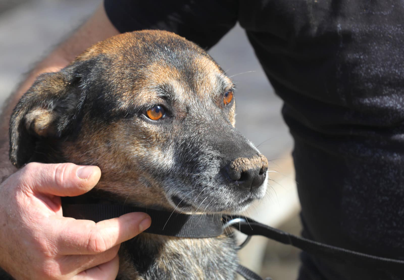 Continuă campania „Adoptă un cățel”, prin care puteți lua acasă unul dintre câinii aflați în Adapostul public de animale abandonate Constanța