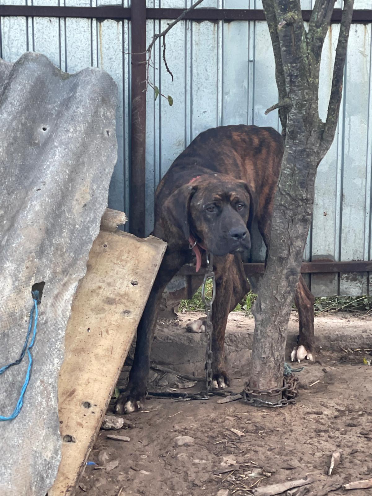 FOTO | Nouă câini ce prezentau răni multiple, relocați de polițiștii tulceni. Animalele au fost găsite într-un adăpost privat