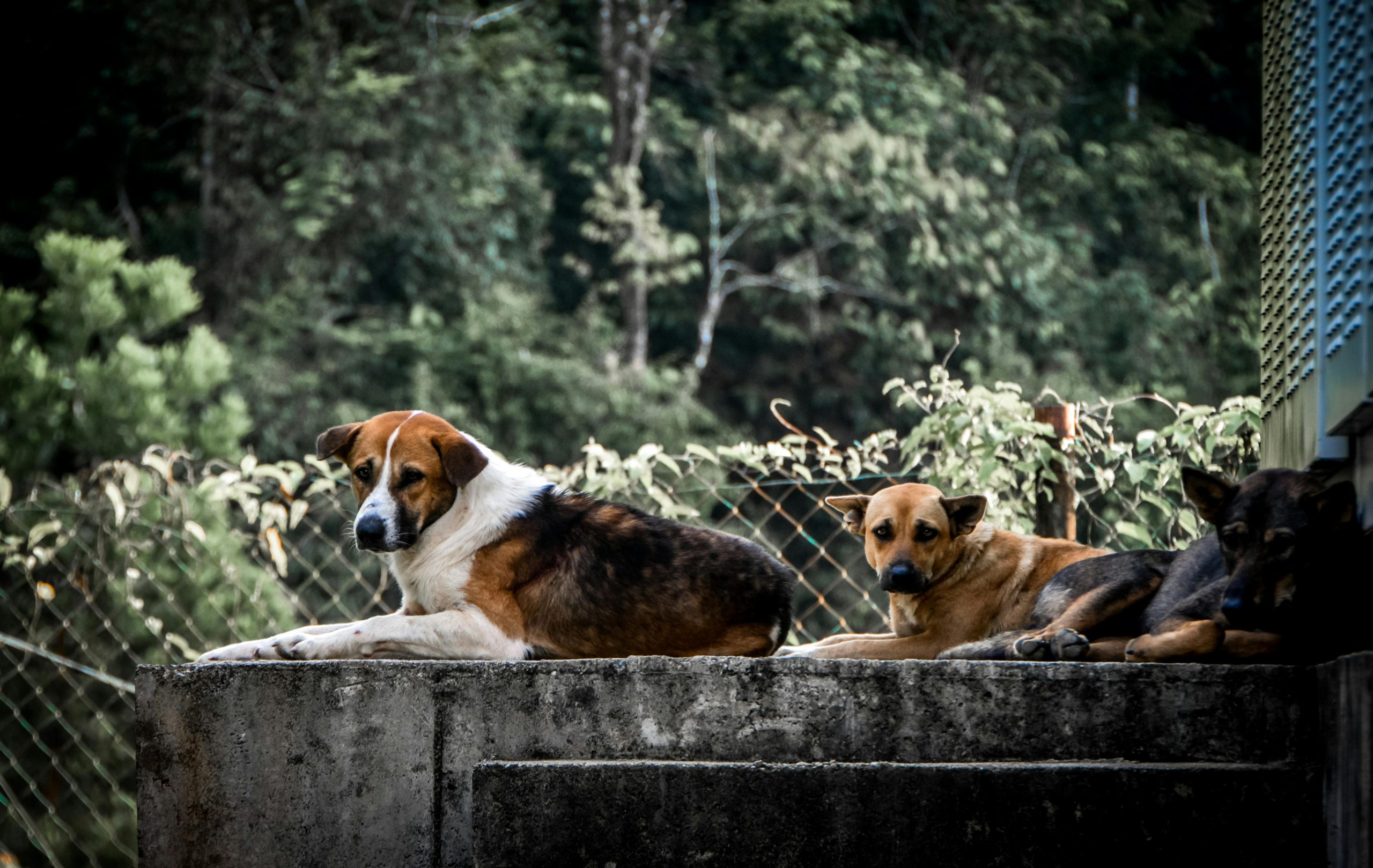 Stăpânii de câini au obligațiile legale de a microcipa și steriliza animalul de companie de rasă comună