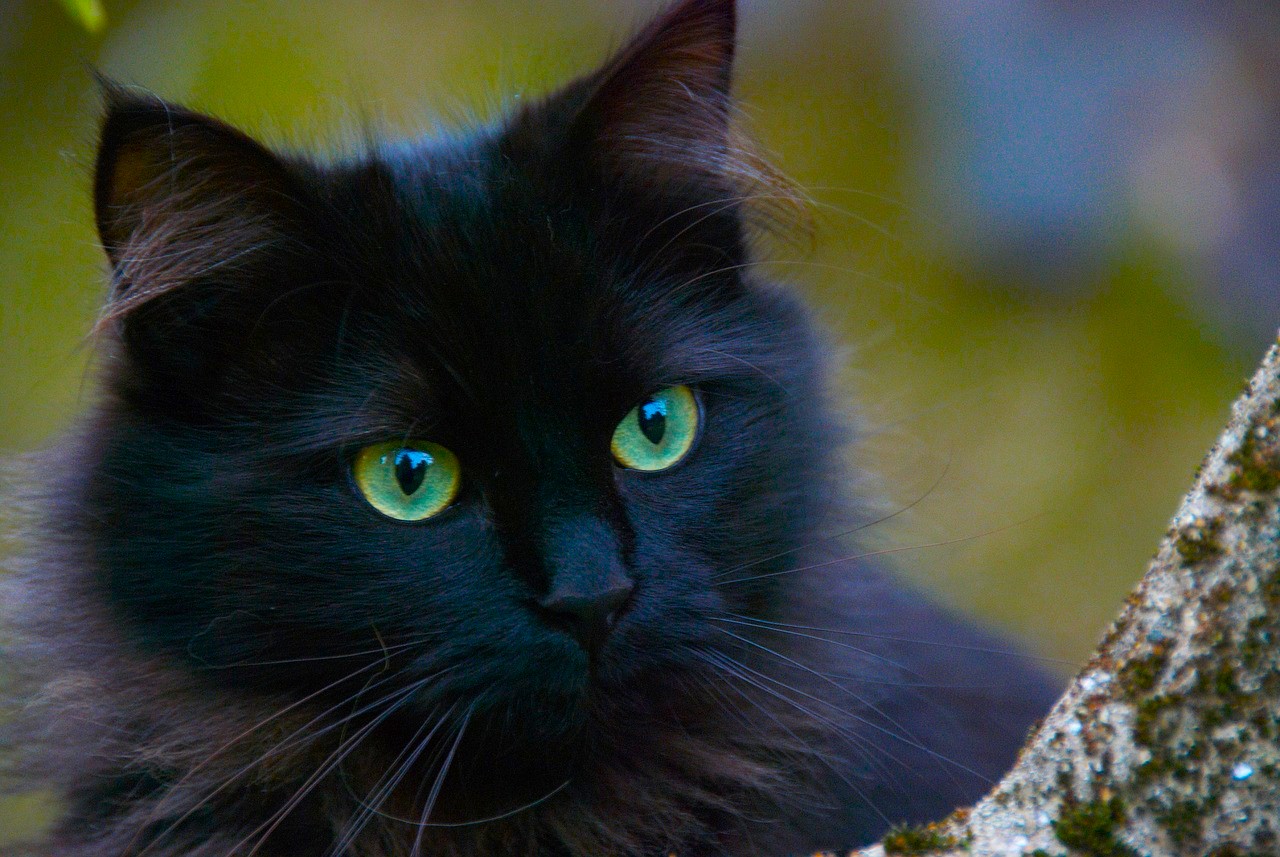 27 octombrie – Ziua Pisicilor Negre