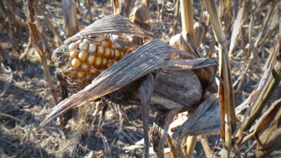 AUDIO: Probleme pentru agricultori cauzate de secetă