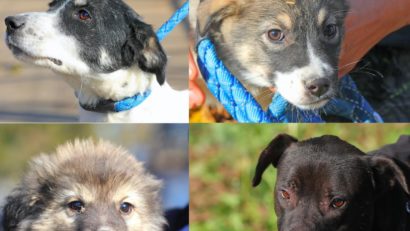 CONSTANȚA: Continuă campania „Adoptă un cățel”