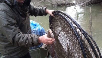 TULCEA, CONSTANȚA: Acțiuni de combatere a faptelor ilegale din domeniul piscicol în Deltă și pe Dunăre