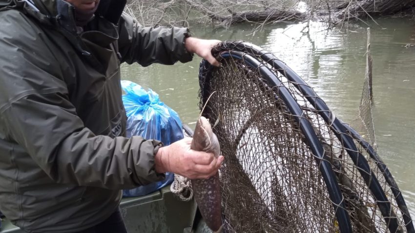 TULCEA, CONSTANȚA: Acțiuni de combatere a faptelor ilegale din domeniul piscicol în Deltă și pe Dunăre