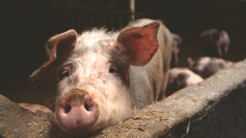 TULCEA: Singurul focar de pestă porcină africană din județ a fost închis