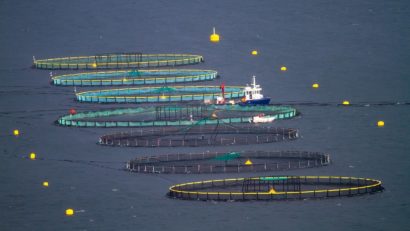 Ministrul Mediului: De anul viitor, punem pe masă peşte şi fructe de mare proaspete, autohtone