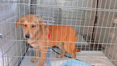 Bruno și Mars, doi cățeluși de la Adăpostul Public de Animale Abandonate Constanța, și-au găsit familie