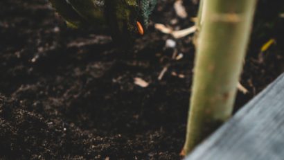 AUDIO | Studenții de la Facultatea de Agricultură învață cum să producă material semincer și cum se pot face determinările de calitate