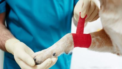 Importanța sterilizării și microcipării animalelor cu sau fără stăpân