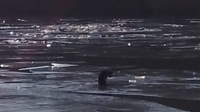 VIDEO: Pompierii salvează un câine prins între bucăți de gheață pe Lacul Tașaul