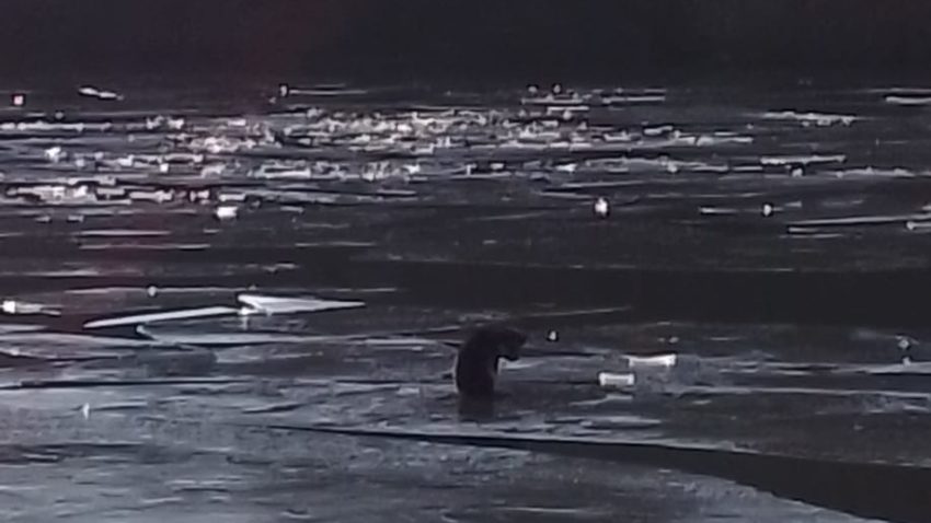 VIDEO: Pompierii salvează un câine prins între bucăți de gheață pe Lacul Tașaul