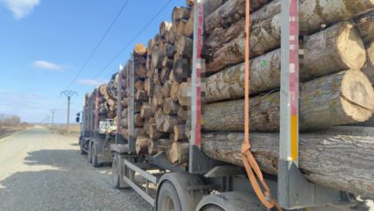 TULCEA: 9.000 de metri cubi de material lemnos, confiscați de polițiștii de la transporturi