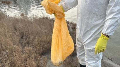 (FOTO) TECHIRGHIOL: Păsări sălbatice moarte, descoperite pe malul lacului