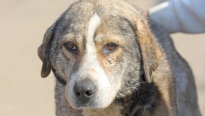 Lolla, o cățelusă de la Adăpostul Public de Animale Abandonate Constanța, își caută o familie