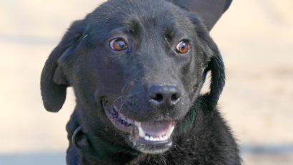 Shadow, o cățelușă de la Adăpostul public de animale abandonate din Constanța, își caută o familie