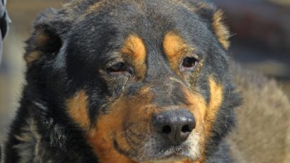 Ursu, un câine de la Adăpostul Public de Animale Abandonate Constanța, își caută o familie