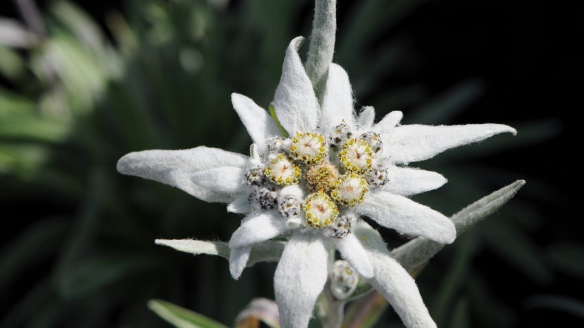floare de colt