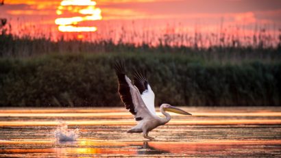 Delta Dunării, în finala „Destinația Anului 2025”