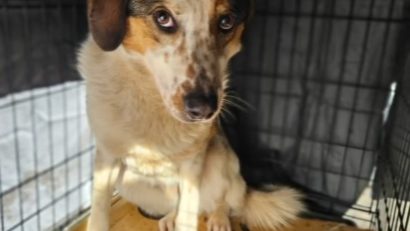 CONSTANȚA: Aproape 40 de animale abandonate și înfometate, salvate de polițiștii de la Protecția Animalelor