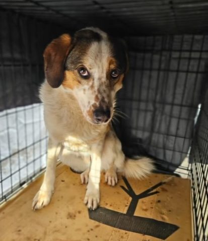 CONSTANȚA: Aproape 40 de animale abandonate și înfometate, salvate de polițiștii de la Protecția Animalelor