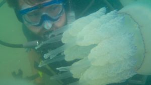 Invazie de meduze uriașe în Marea Neagră: fenomen natural ce marchează finalul verii