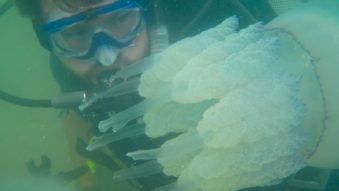 Invazie de meduze uriașe în Marea Neagră: fenomen natural ce marchează finalul verii