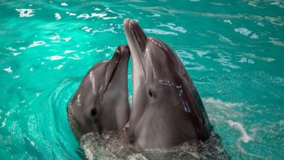 VIDEO | Delfinariul din Constanța rămâne închis după moartea subită a delfinului Chen Chen