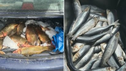 MEDGIDIA: Bărbați depistați în timp ce vindeau pește din portbagajul mașinii