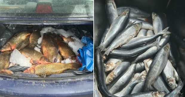 MEDGIDIA: Bărbați depistați în timp ce vindeau pește din portbagajul mașinii