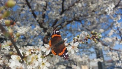 Temperaturi specifice începutului de vară și soare generos, în următoarea perioadă în Dobrogea