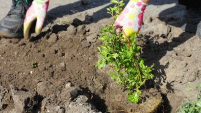 CONSTANȚA: Peste 3.600 de trandafiri plantați în municipiu