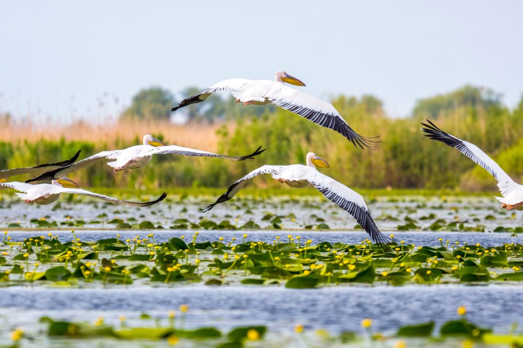 Delta Dunarii - foto - OMD Tulcea