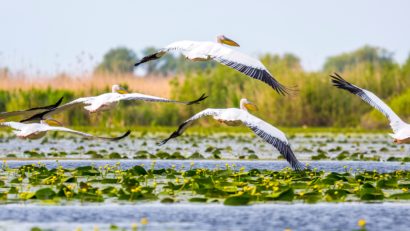 Consiliul Județean Tulcea dă undă verde pentru înființarea OMD „Eco‑Delta”