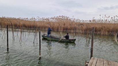 ARBDD: S-a încheiat campania de lansare a icrelor embrionate de șalău în Complexul lagunar Razim-Sinoe – 2025