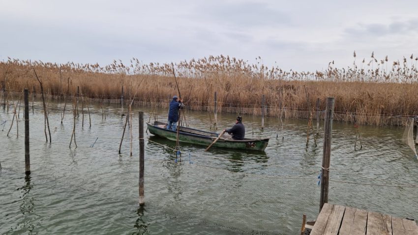 ARBDD: S-a încheiat campania de lansare a icrelor embrionate de șalău în Complexul lagunar Razim-Sinoe – 2025