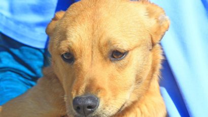 Pufy, un cățel de la Adăpostul Public din Constanța, își caută o familie