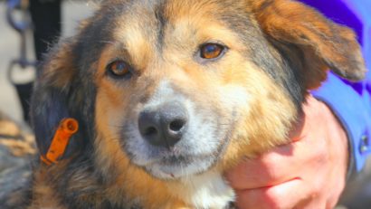 Molly, o cățelusă de la Adăpostul Public pentru Animale Abandonate Constanța, își caută o familie