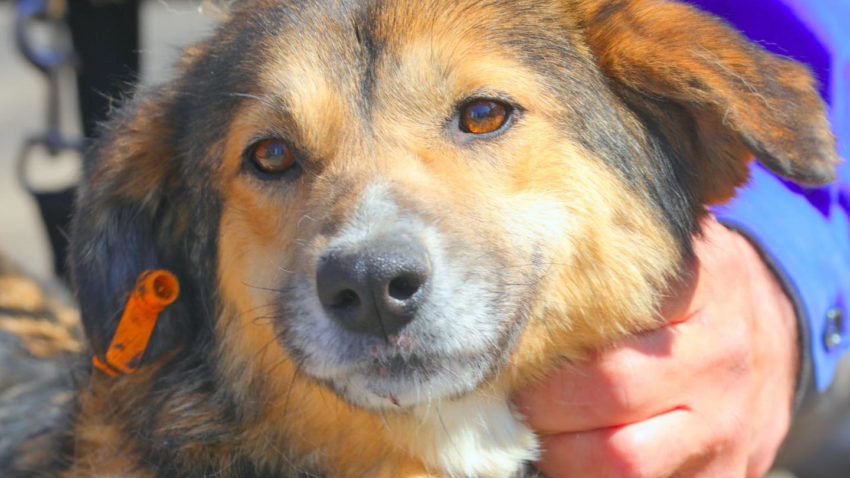 Molly, o cățelusă de la Adăpostul Public pentru Animale Abandonate Constanța, își caută o familie