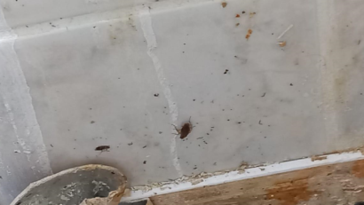 CONSTANȚA/FOTO: Mizerie și gândaci în bucătăria unui restaurant turcesc. Comisarii OJPC l-au închis
