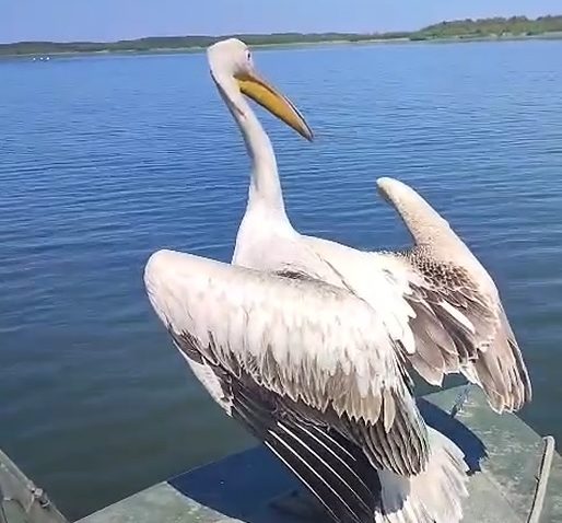 Povestea unui pelican din Delta Dunării, eliberat în zona de reconstrucție ecologică Carasuhat