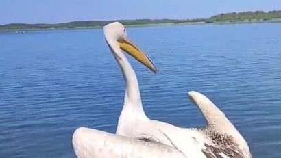 Povestea unui pelican din Delta Dunării, eliberat în zona de reconstrucție ecologică Carasuhat