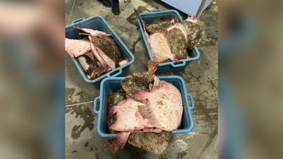 Polițiștii de frontieră au confiscat 350 de kg de pește și aproape 2.000 de metri de plasă