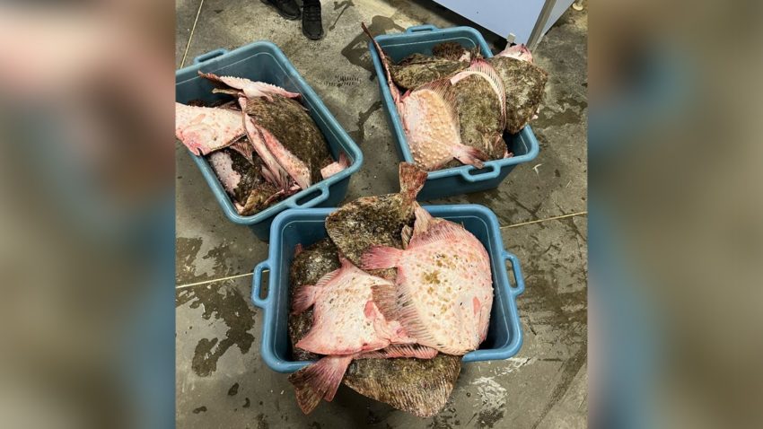 Polițiștii de frontieră au confiscat 350 de kg de pește și aproape 2.000 de metri de plasă