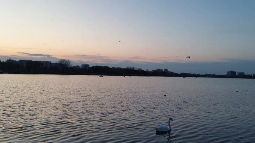 Lacul Tabacarie, lebada, vreme - foto - ds
