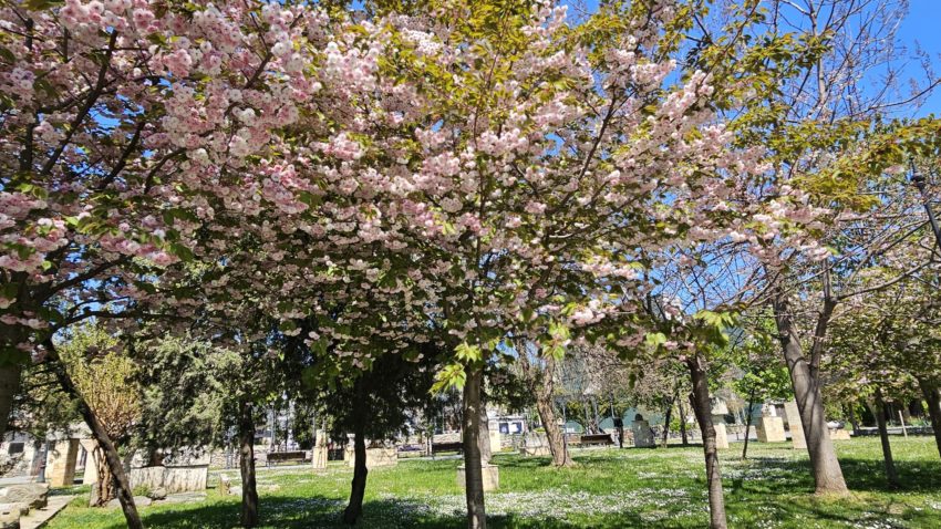 primavara, pomi infloriti, meteo, vreme frumoasa - foto - Adina Sirbu