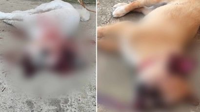 TULCEA: Bărbatul acuzat că a omorât cățeii vecinei rămâne în arest la domiciliu
