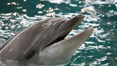 Delfinariul din Constanța, închis până pe 20 aprilie