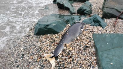 Primul delfin eșuat pe litoral din acest an, găsit la MANGALIA