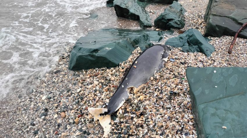 Primul delfin eșuat pe litoral din acest an, găsit la MANGALIA